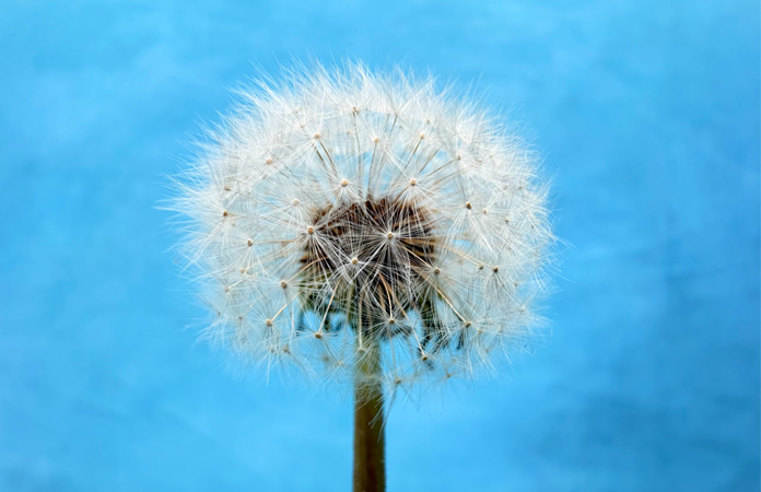 Fotografie a unei păpădii realizată cu funcția camerei Macro
